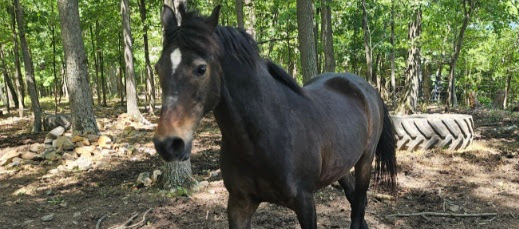 Pony-O