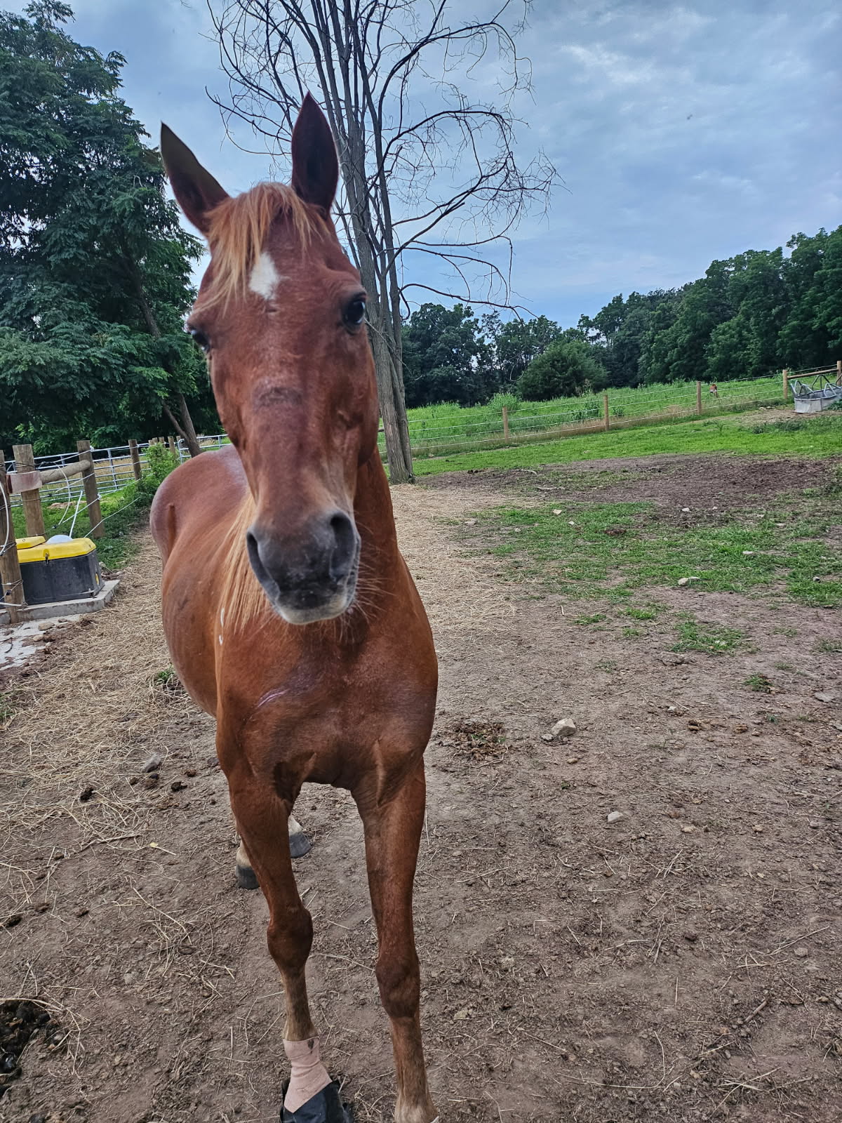 Leroy